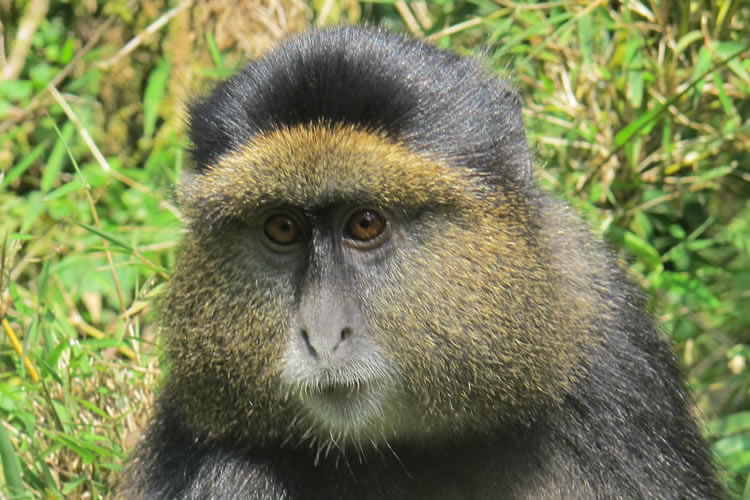 golden monkey tracking in Volcanoes National Park