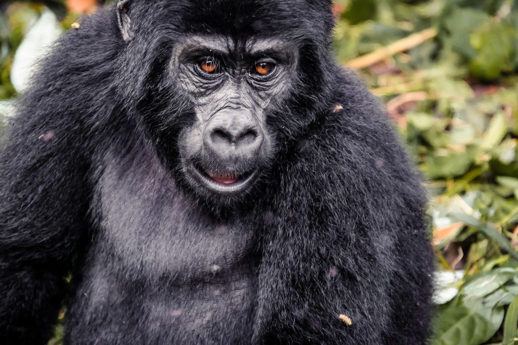 Walking with Rwanda Gorillas