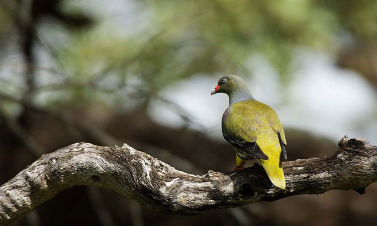 Birding in Bwindi Forest National Park