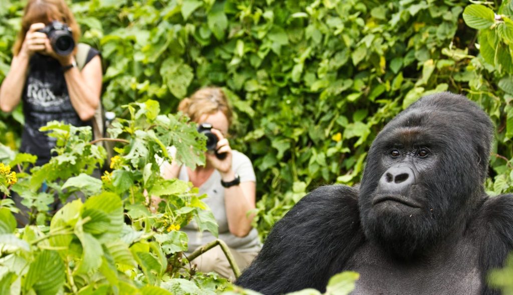 Gorilla Trekking in Virunga