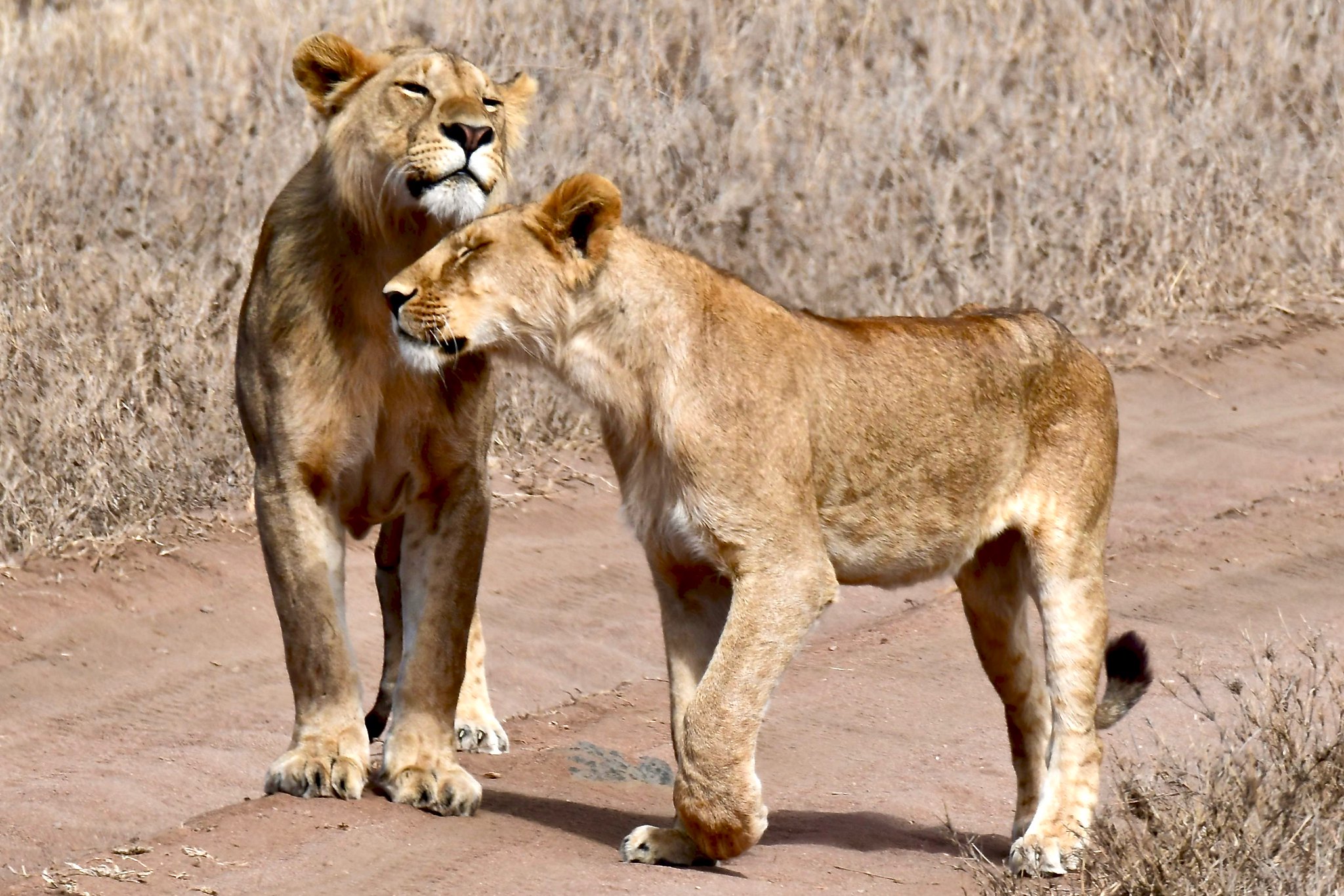 10 Days Gorillas trekking and Serengeti Tanzania