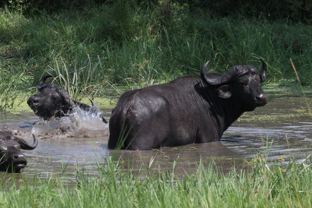 https://www.gorillaexpeditions.com/top-seven-wildlife-experiences-on-an-east-africa-safari-by-gorilla-expeditions/
