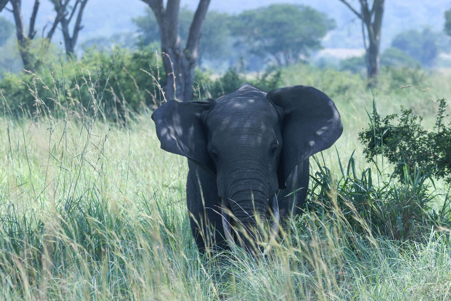 9 Days Primate and Wildlife Safaris in Uganda