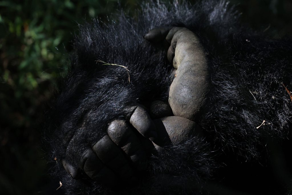 gorilla national park expeditions, gorilla national park expeditions tours, rwanda gorilla expeditions, rwanda gorilla expedition, rwanda gorilla tours price, cost of rwanda gorilla tour, tours to see gorillas in rwanda, rwanda gorilla experience, rwanda gorilla encounter, rwanda gorilla tour, rwanda gorilla conservation, mountain gorilla expedition, rwanda gorilla sanctuary, rwanda gorilla safari prices, rwanda gorilla trekking tours price, mountain gorilla trekking price, rwanda gorilla tours, gorilla rwanda tour, best time to see gorillas in rwanda, where to see gorillas in rwanda, Top 4 Activities Done in Volcanoes National Park Rwanda