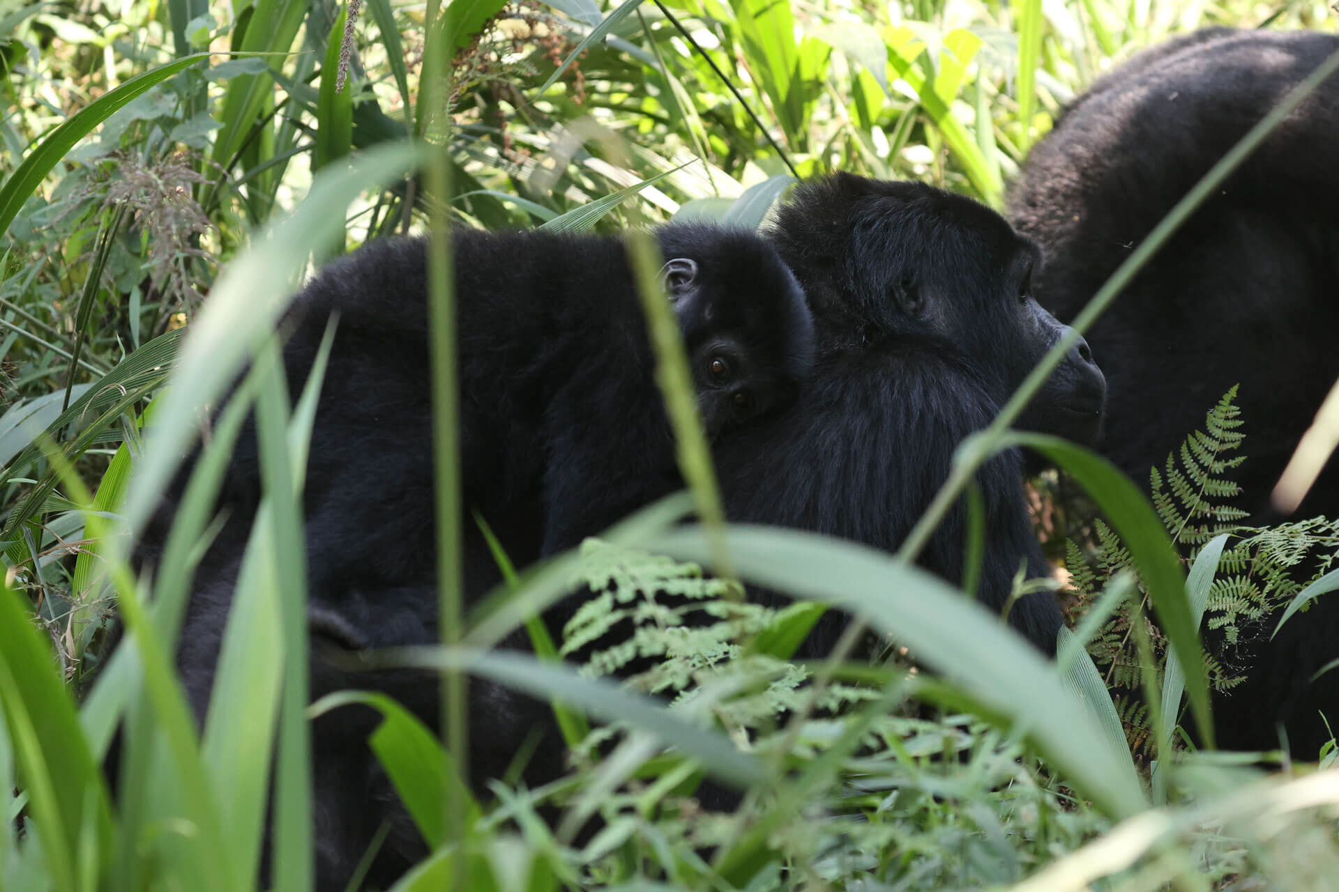 6 Days Gorilla Trekking and Serengeti Wildlife Safari