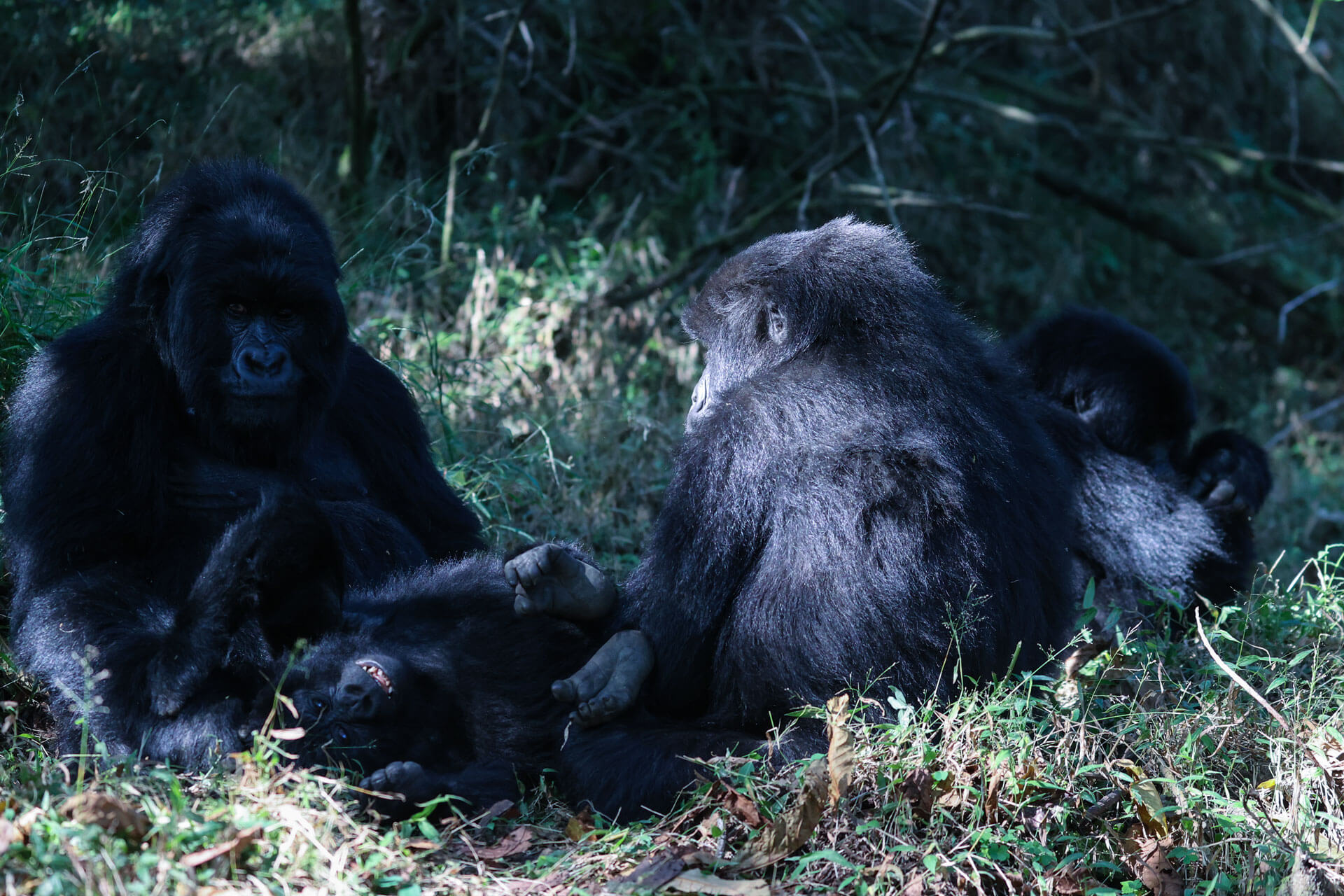 Exclusive 9 days Rwanda and Tanzania Luxury Safari