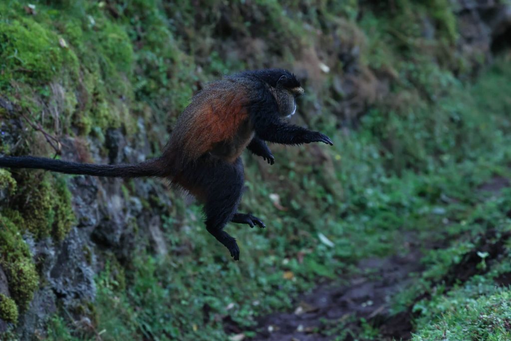 Golden Monkey Habituation in Mgahinga National Park