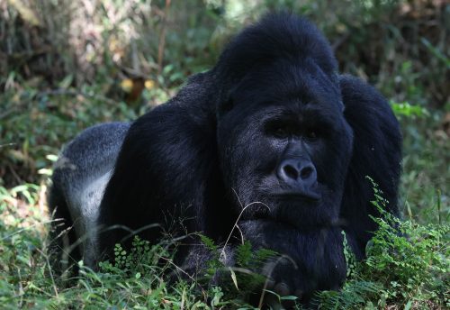 gorilla trekking in uganda from kigali, gorilla trekking uganda, uganda gorilla trekking from kigali, Gorilla Trekking in Uganda with Queen Elizabeth and Kibale Adventures, gorilla trek and chimpanzee safaris, gorilla and wildlife safaris in Uganda, Gorilla Trekking experience in Rwanda