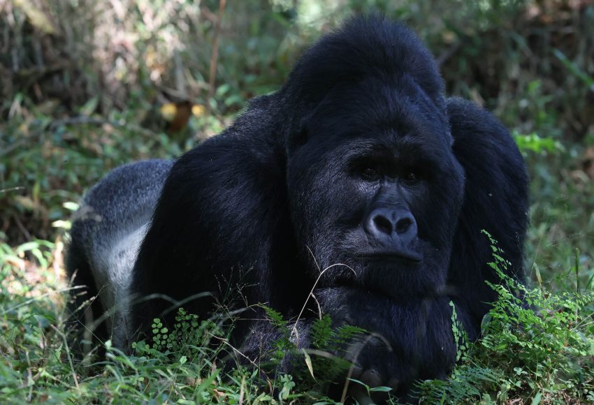 gorilla trekking in uganda from kigali, gorilla trekking uganda, uganda gorilla trekking from kigali, Gorilla Trekking in Uganda with Queen Elizabeth and Kibale Adventures, gorilla trek and chimpanzee safaris, gorilla and wildlife safaris in Uganda, Gorilla Trekking experience in Rwanda