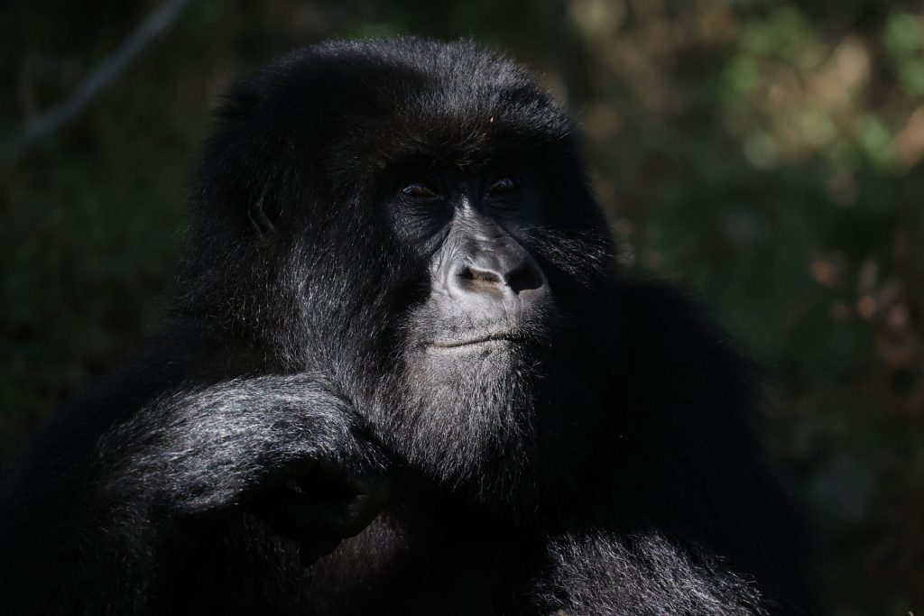 11 days gorilla Habituation, chimpanzee Habituation and Serengeti wildlife Safari, gorilla and wildlife safaris in Uganda, gorilla trek and chimpanzee safaris, Gorilla Trekking in Uganda with Queen Elizabeth and Kibale Adventures, Gorilla Expeditions and Trekking Safaris in Rwanda and Uganda, uganda safaris, rwanda safaris, gorilla tours, gorilla trekking, gorilla tours, gorilla adventures, gorilla trek in rwanda, uganda gorilla trek
