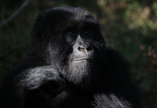 11 days gorilla Habituation, chimpanzee Habituation and Serengeti wildlife Safari, gorilla and wildlife safaris in Uganda, gorilla trek and chimpanzee safaris, Gorilla Trekking in Uganda with Queen Elizabeth and Kibale Adventures, Gorilla Expeditions and Trekking Safaris in Rwanda and Uganda, uganda safaris, rwanda safaris, gorilla tours, gorilla trekking, gorilla tours, gorilla adventures, gorilla trek in rwanda, uganda gorilla trek