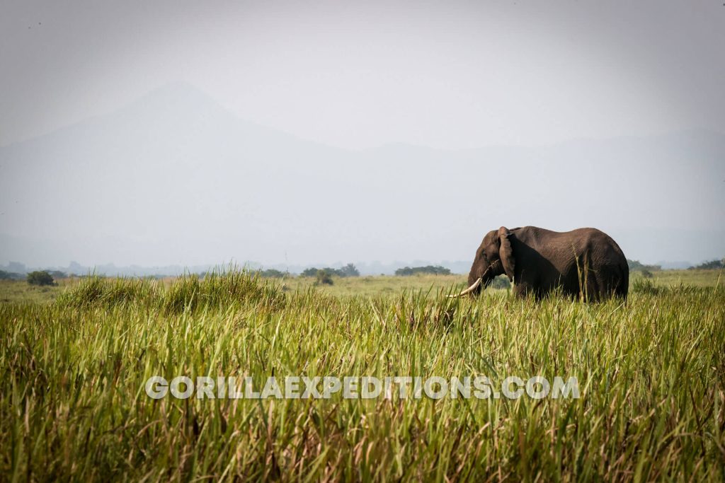gorilla trekking in uganda from kigali, gorilla trekking uganda, uganda gorilla trekking from kigali, Gorilla Trekking in Uganda with Queen Elizabeth and Kibale Adventures, gorilla trek and chimpanzee safaris, gorilla and wildlife safaris in Uganda
