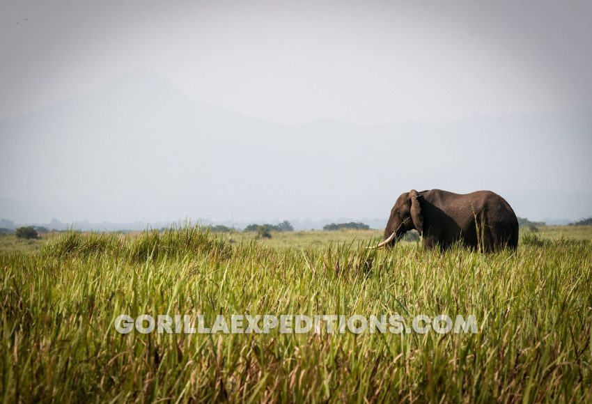 gorilla trekking in uganda from kigali, gorilla trekking uganda, uganda gorilla trekking from kigali, Gorilla Trekking in Uganda with Queen Elizabeth and Kibale Adventures, gorilla trek and chimpanzee safaris, gorilla and wildlife safaris in Uganda