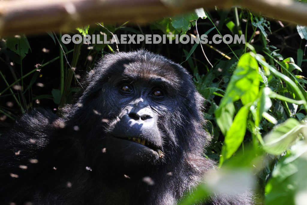 gorilla trekking in uganda from kigali, gorilla trekking uganda, uganda gorilla trekking from kigali, Gorilla Trekking in Uganda with Queen Elizabeth and Kibale Adventures, gorilla trek and chimpanzee safaris, gorilla and wildlife safaris in Uganda, Exclusive Gorilla Trekking Permit
