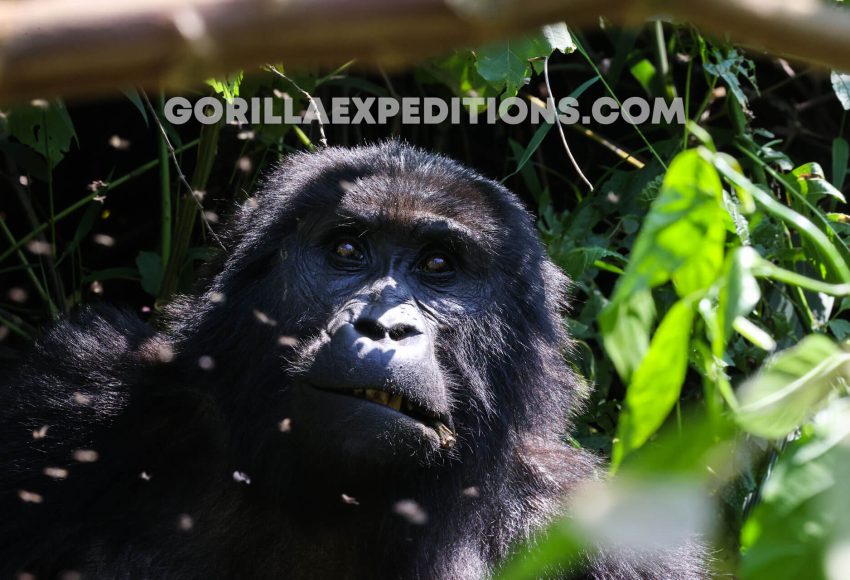 gorilla trekking in uganda from kigali, gorilla trekking uganda, uganda gorilla trekking from kigali, Gorilla Trekking in Uganda with Queen Elizabeth and Kibale Adventures, gorilla trek and chimpanzee safaris, gorilla and wildlife safaris in Uganda, Exclusive Gorilla Trekking Permit