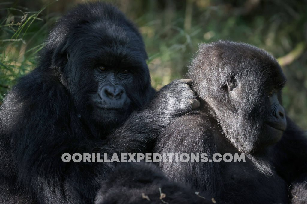 Ruhija Sector, Double Gorilla Trekking, Secluded Rwanda Gorilla Safaris, Rwanda Gorilla Safaris, Encounters with Gorilla Expeditions