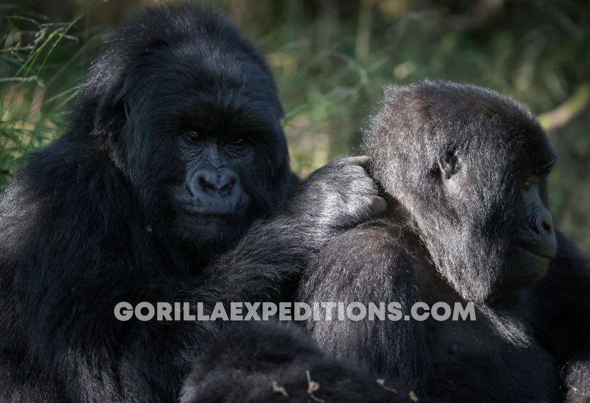 Ruhija Sector, Double Gorilla Trekking, Secluded Rwanda Gorilla Safaris, Rwanda Gorilla Safaris, Encounters with Gorilla Expeditions