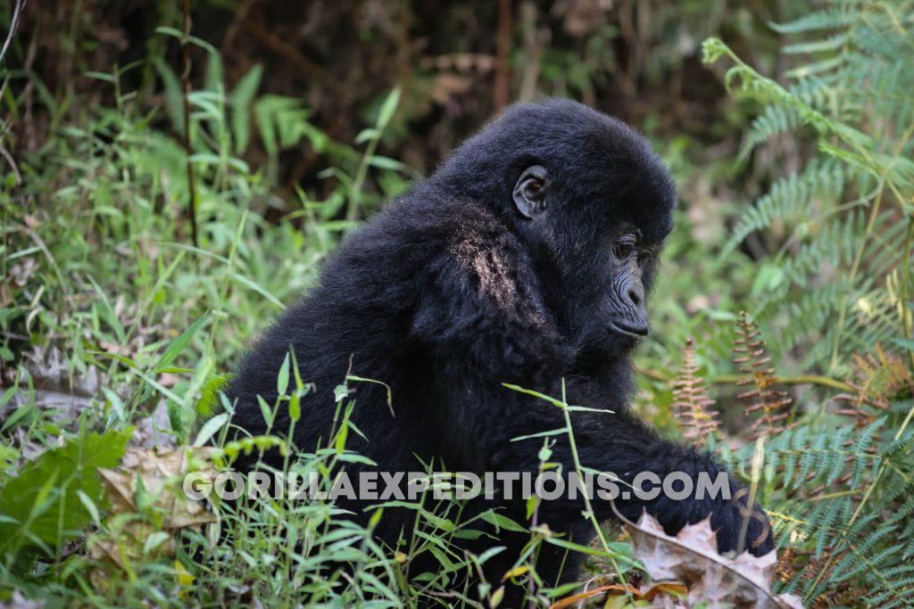 Gorilla Expeditions and Trekking Safaris in Rwanda and Uganda, gorilla trekking, gorilla expeditions, expeditions safaris, gorilla safaris, gorilla tours, gorilla treks, trek the gorillas, mountain gorilla trekking, Double Gorilla Trekking