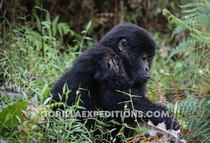 Gorilla Expeditions and Trekking Safaris in Rwanda and Uganda, gorilla trekking, gorilla expeditions, expeditions safaris, gorilla safaris, gorilla tours, gorilla treks, trek the gorillas, mountain gorilla trekking, Double Gorilla Trekking