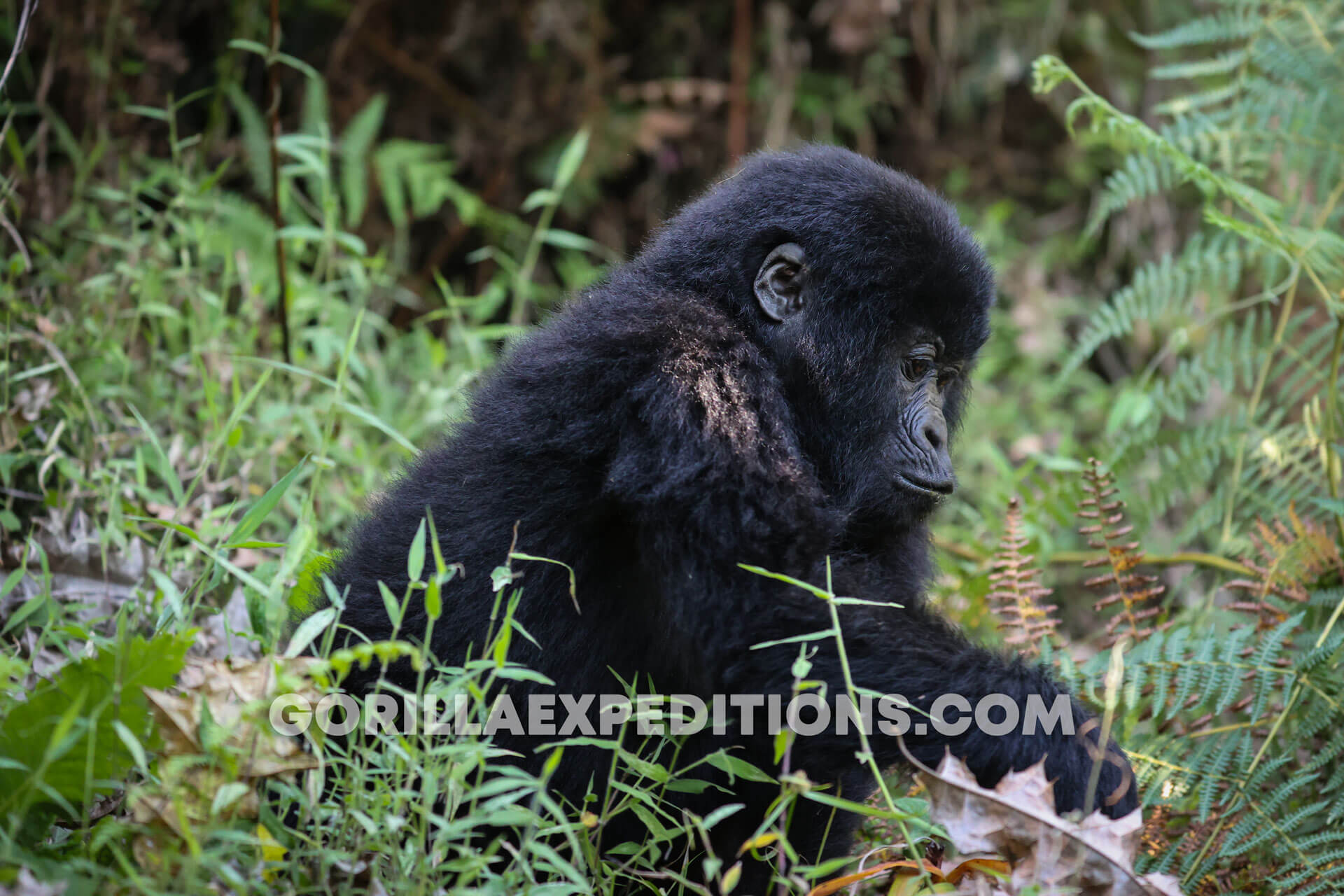 Gorilla Expeditions and Trekking Safaris in Rwanda and Uganda, gorilla trekking, gorilla expeditions, expeditions safaris, gorilla safaris, gorilla tours, gorilla treks, trek the gorillas, mountain gorilla trekking