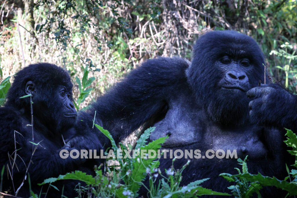 Gorilla Expeditions and Trekking Safaris in Rwanda and Uganda, uganda safaris, rwanda safaris, gorilla tours, gorilla trekking, gorilla tours, gorilla adventures, gorilla trek in rwanda, uganda gorilla trek