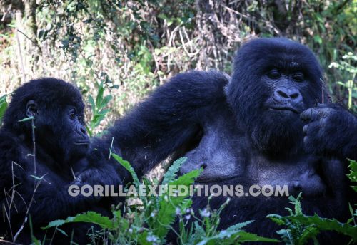Gorilla Expeditions and Trekking Safaris in Rwanda and Uganda, uganda safaris, rwanda safaris, gorilla tours, gorilla trekking, gorilla tours, gorilla adventures, gorilla trek in rwanda, uganda gorilla trek