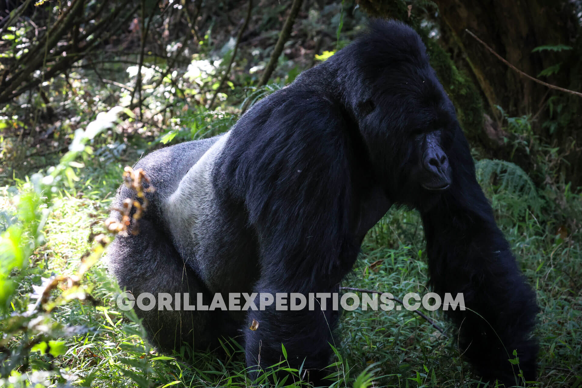 Double Gorilla Trekking