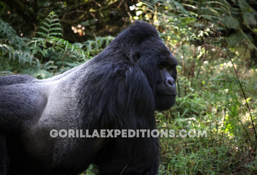 Rwanda Gorilla Families