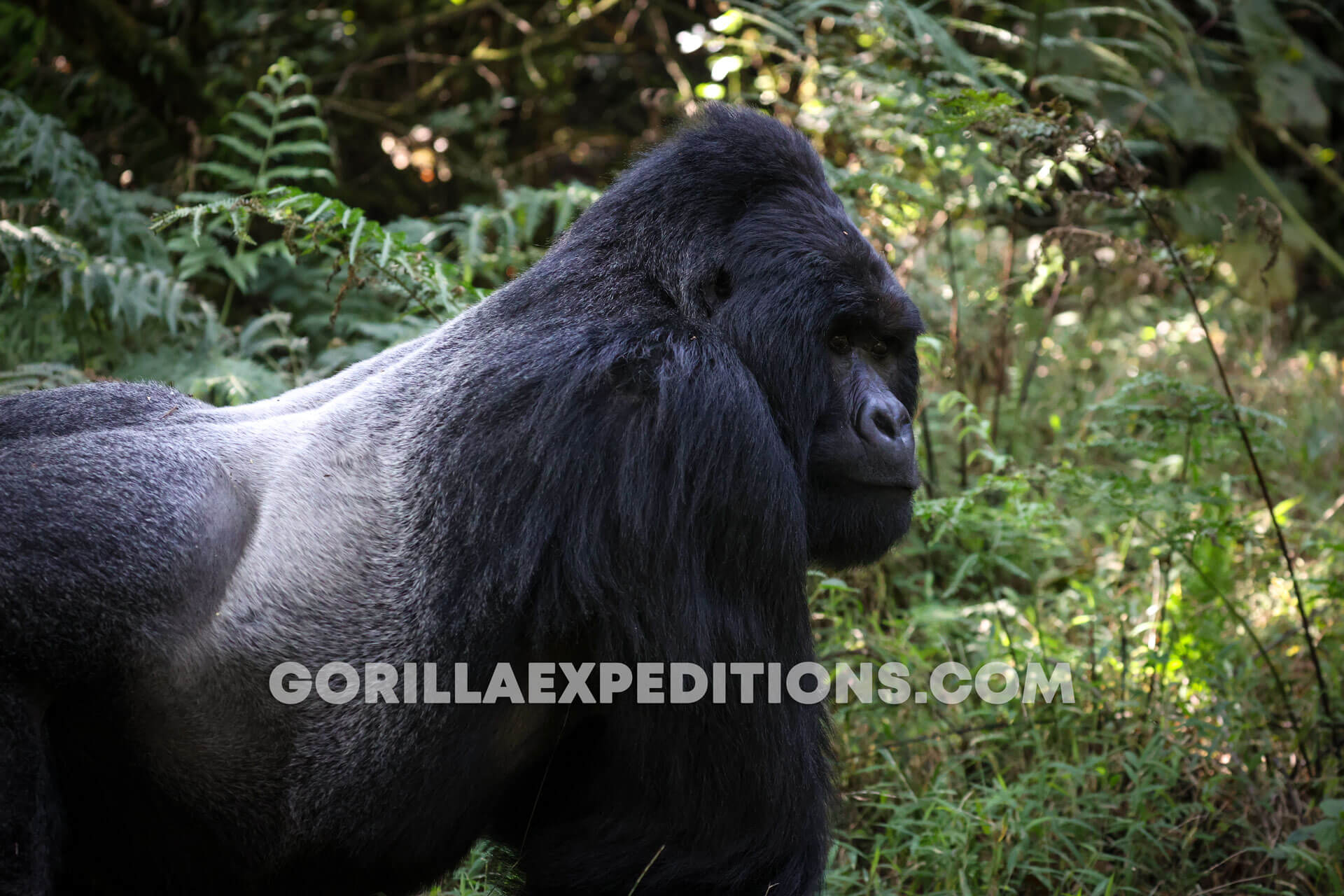 Gorilla Expeditions and Trekking Safaris in Rwanda and Uganda, uganda safaris, rwanda safaris, gorilla tours, gorilla trekking, gorilla tours, gorilla adventures, gorilla trek in rwanda, uganda gorilla trek
