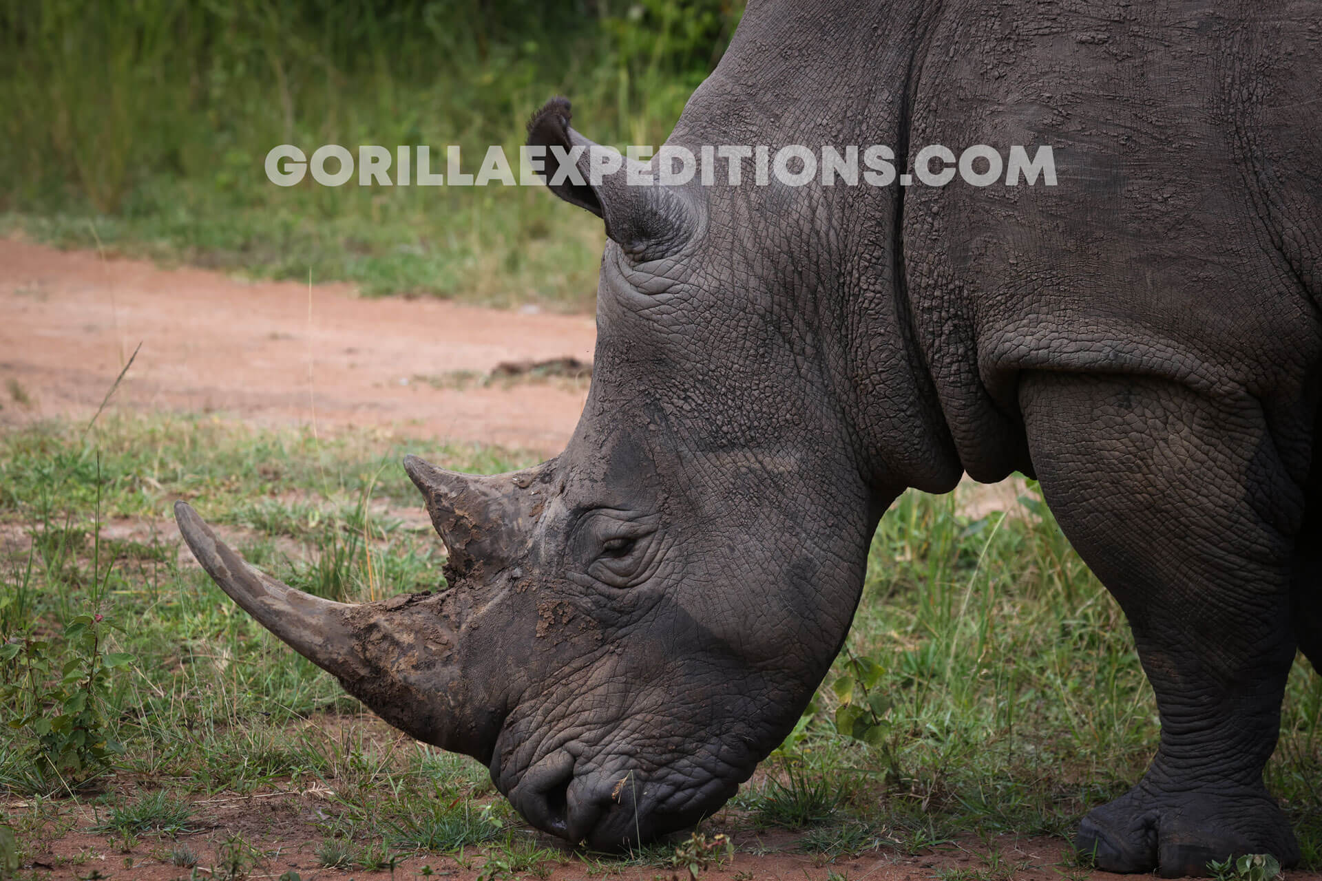 gorilla trekking in uganda from kigali, gorilla trekking uganda, uganda gorilla trekking from kigali, Gorilla Trekking in Uganda with Queen Elizabeth and Kibale Adventures, gorilla trek and chimpanzee safaris, gorilla and wildlife safaris in Uganda