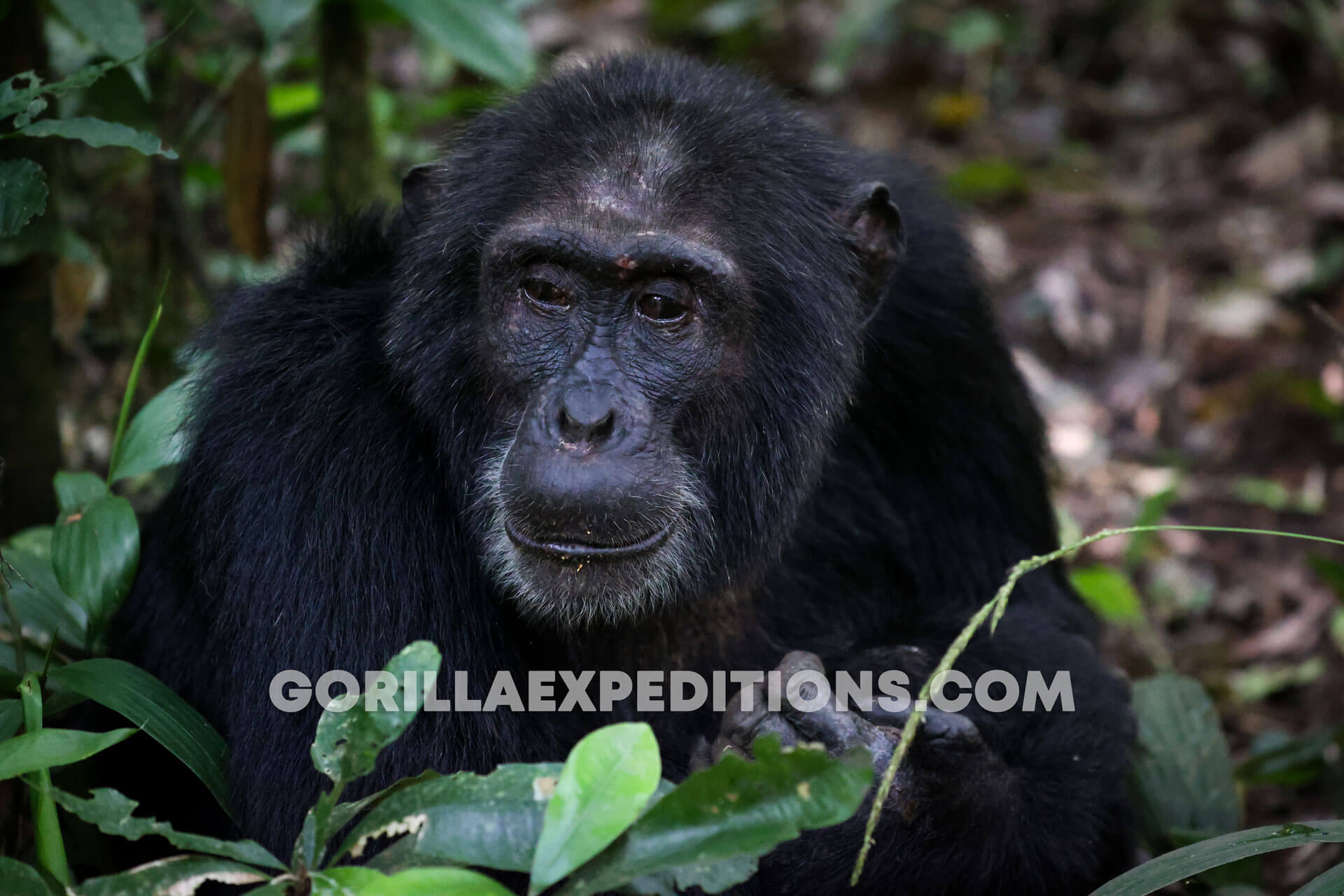 gorilla trekking in uganda from kigali, gorilla trekking uganda, uganda gorilla trekking from kigali, Gorilla Trekking in Uganda with Queen Elizabeth and Kibale Adventures, gorilla trek and chimpanzee safaris, gorilla and wildlife safaris in Uganda