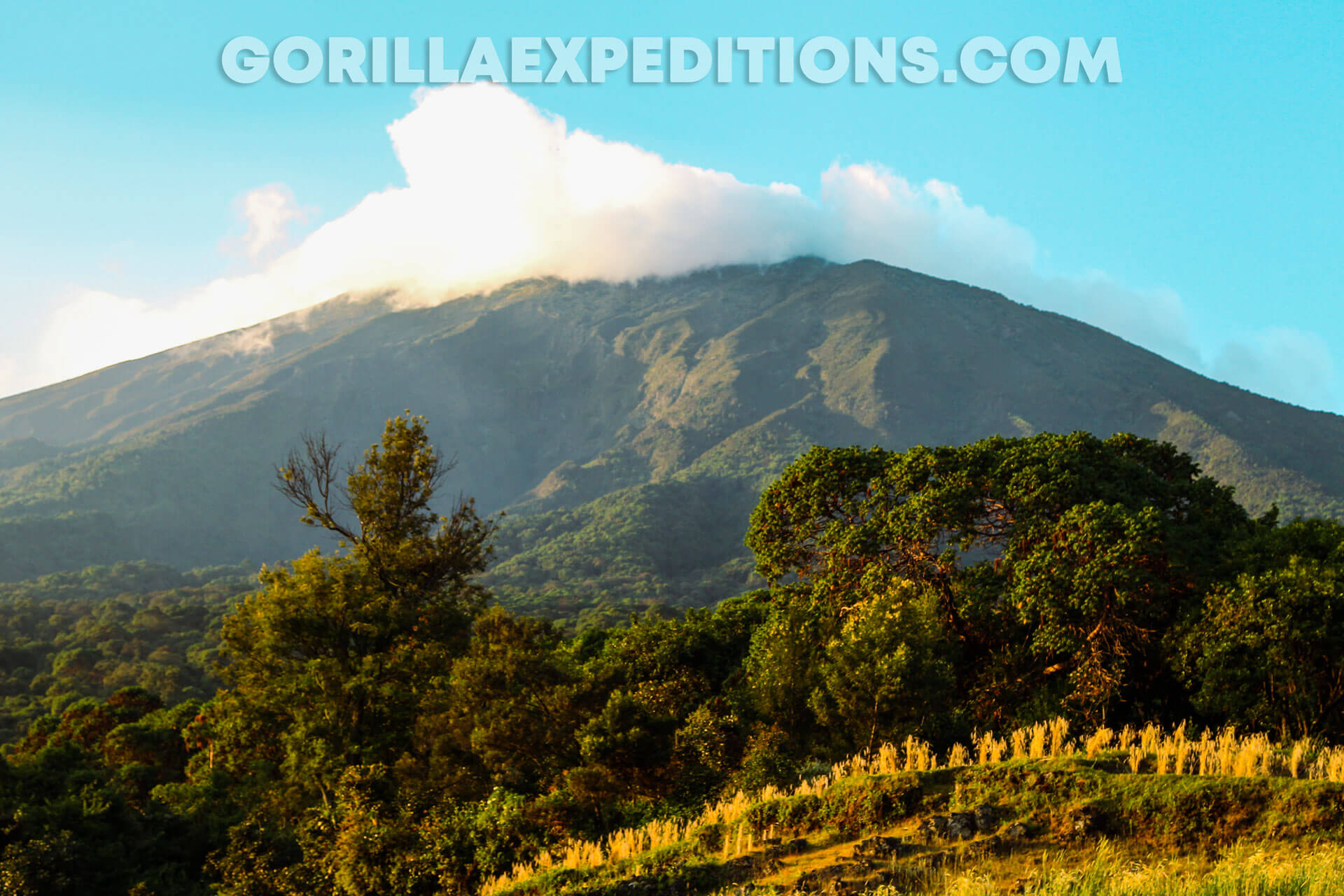 Gorilla Expeditions and Trekking Safaris in Rwanda and Uganda, uganda safaris, rwanda safaris, gorilla tours, gorilla trekking, gorilla tours, gorilla adventures, gorilla trek in rwanda, uganda gorilla trek