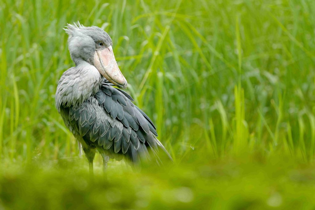 Uganda A True Birders’ Paradise