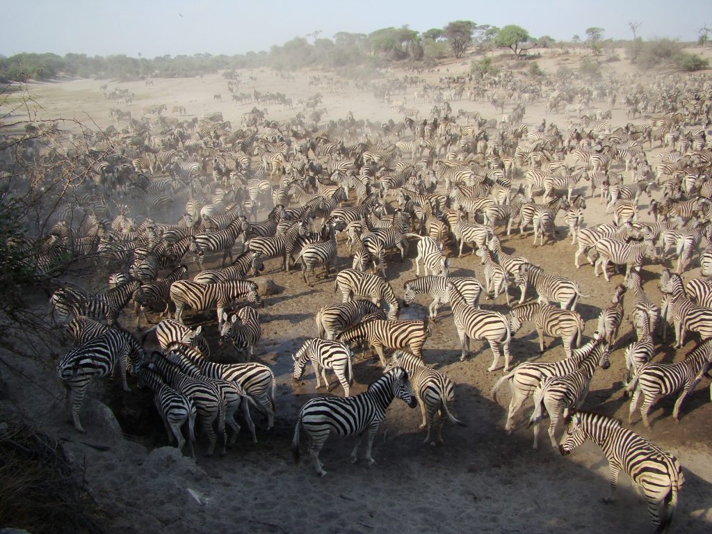 The March of the Zebras in the Serengeti