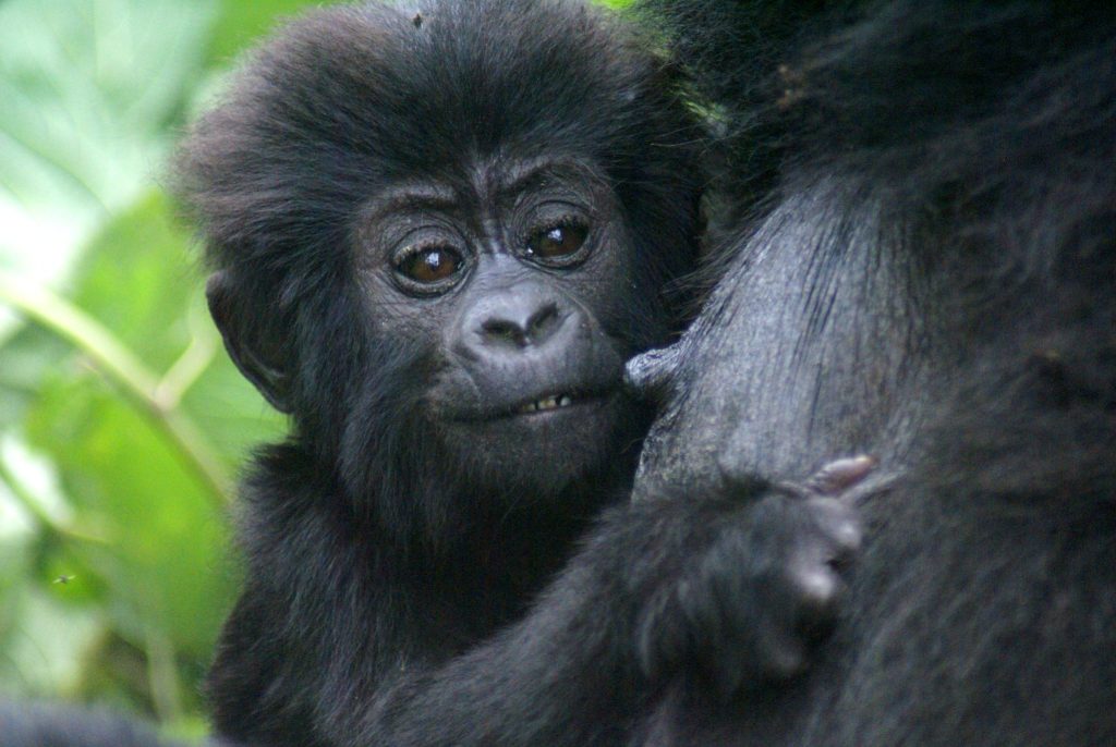 7 Days Rwanda Gorillas, Chimpanzees & Conservation Experience
