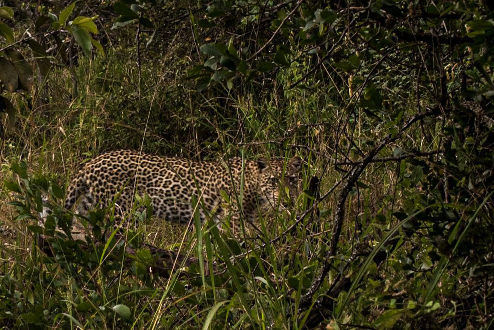 Akagera National Park.
