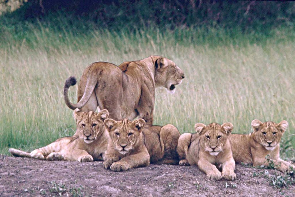 Can I see the Big Five in Akagera National Park.