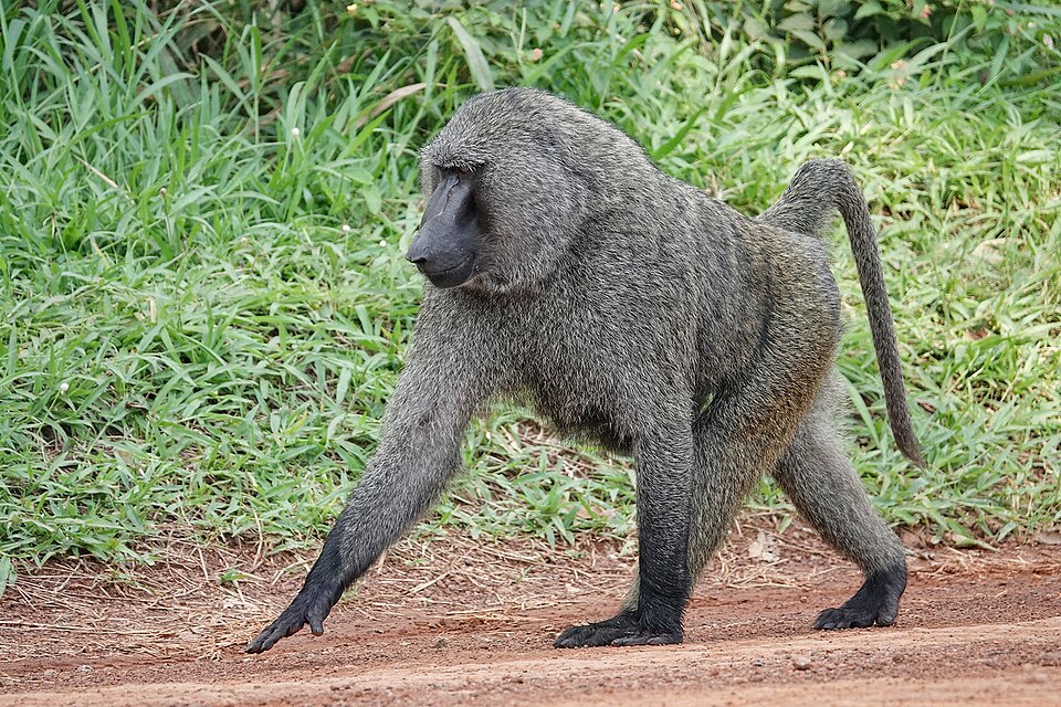 Great Apes and Other Primates of Uganda