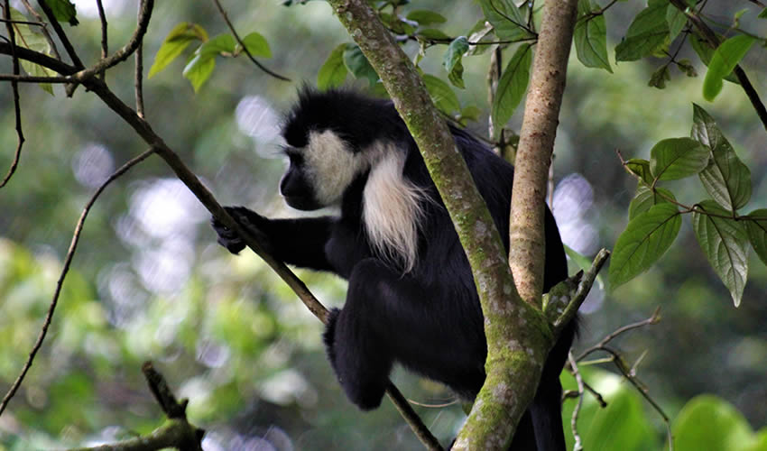 4 Days Rwanda Primate Safari