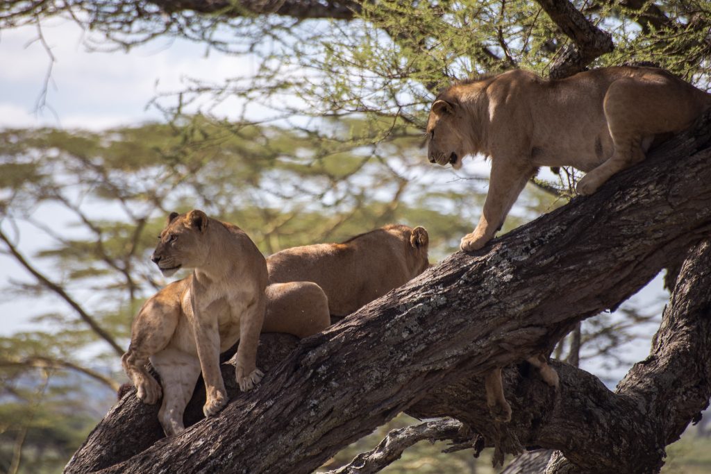 Tree Climbing lions
